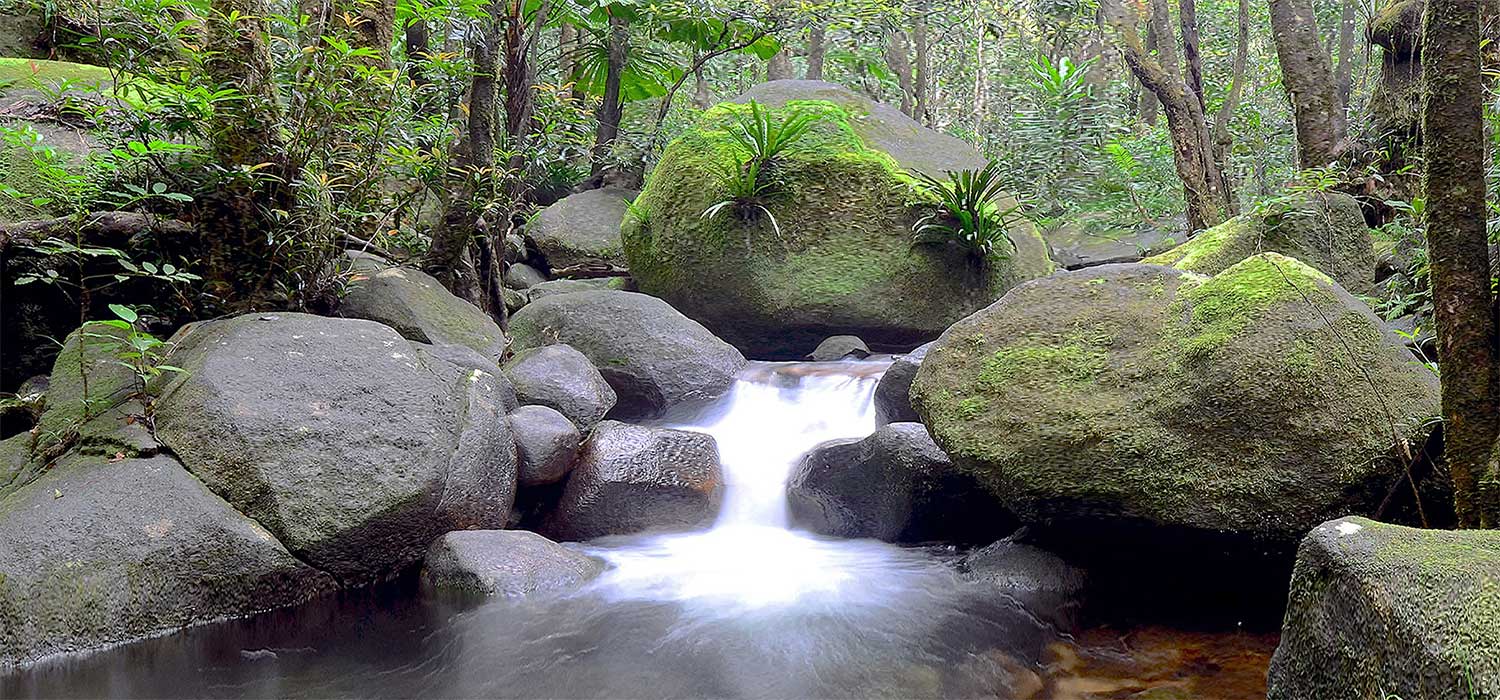 Mossman Gorge