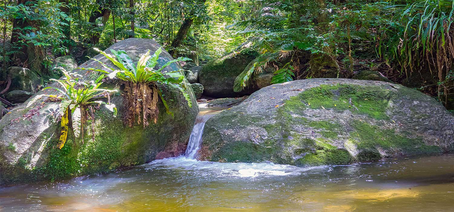 Mossman Gorge