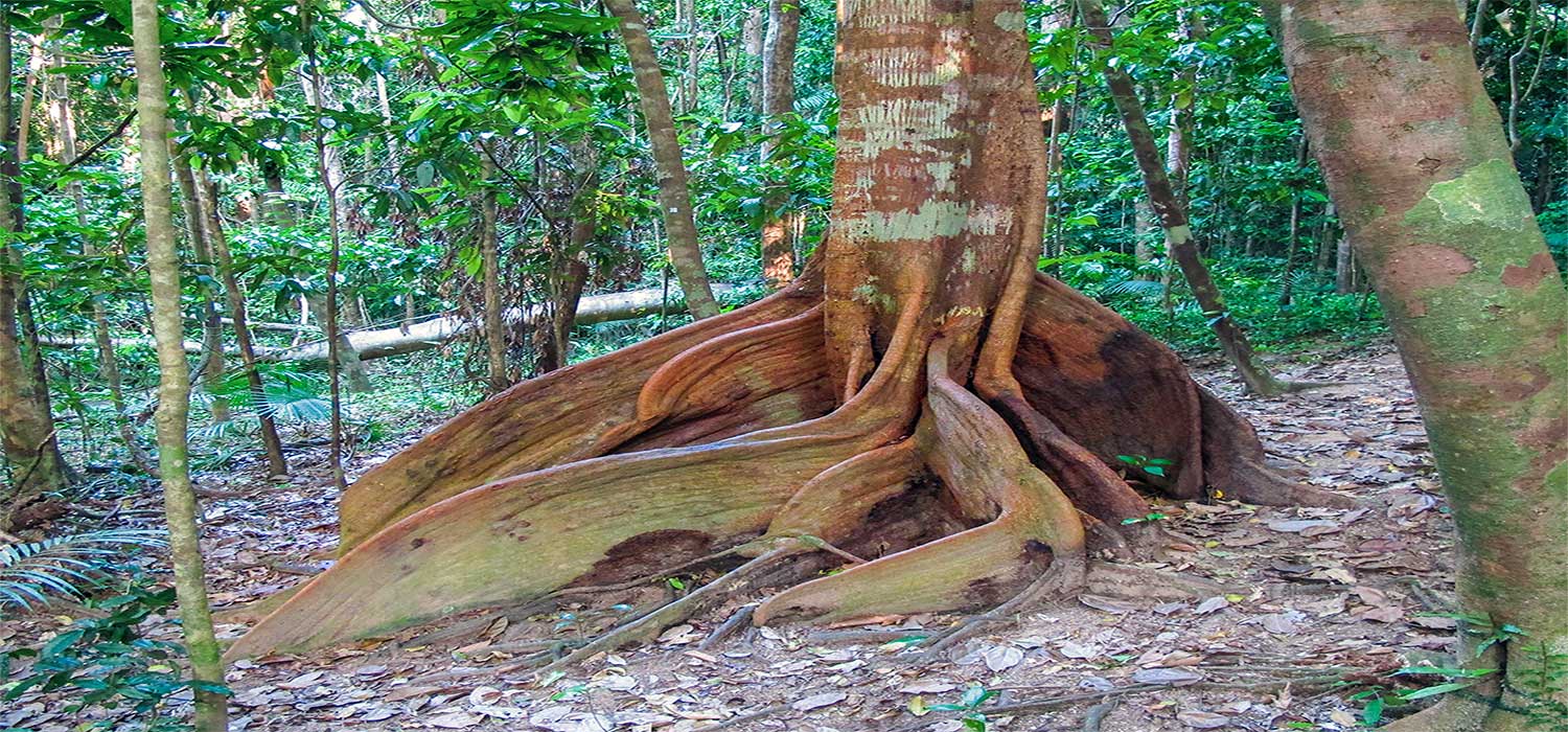 Tree roots