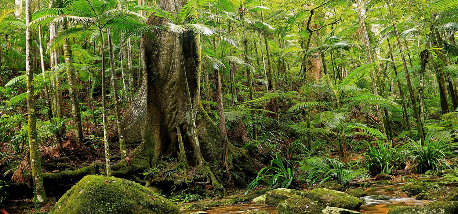 Rainforest