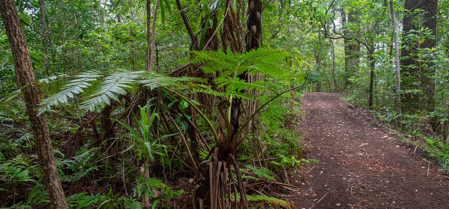Track through the bush to Bird Rock