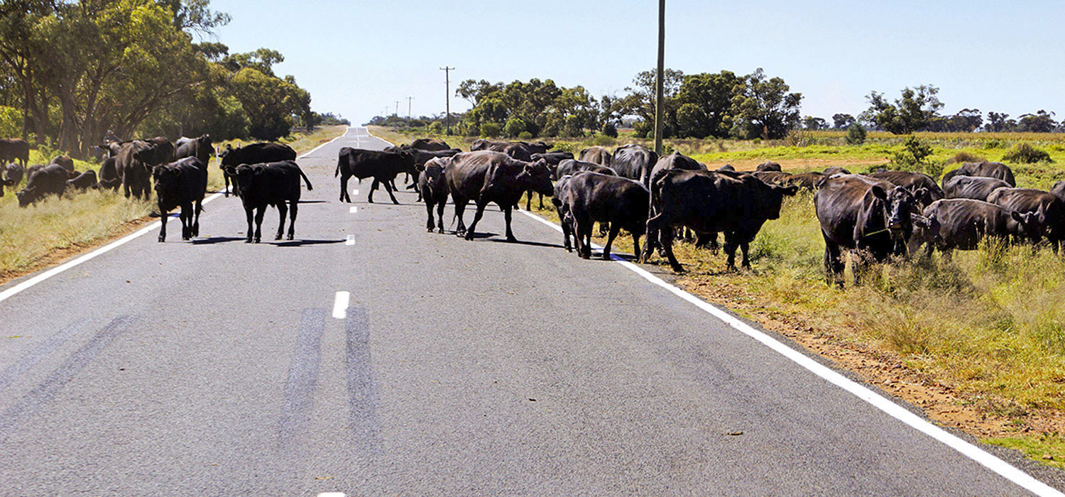 The long paddock