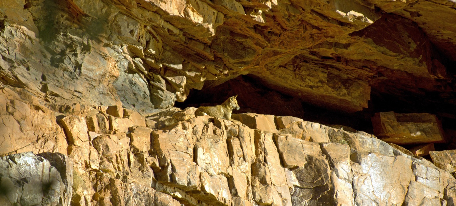Dingo at Ormiston Gorge
