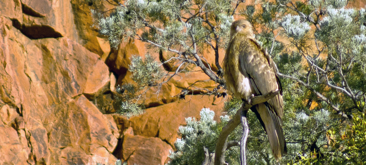 Raptor at Ormiston Gorge