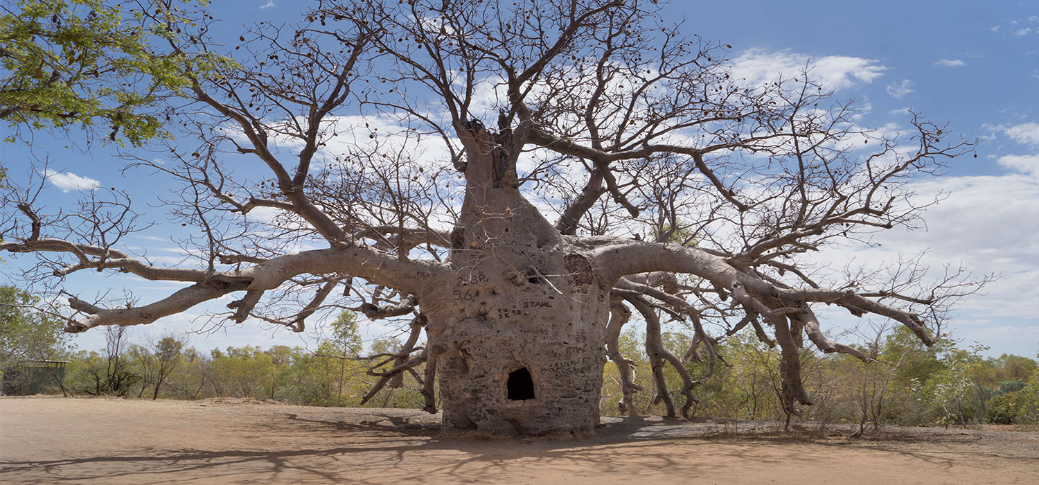 Boab Trees