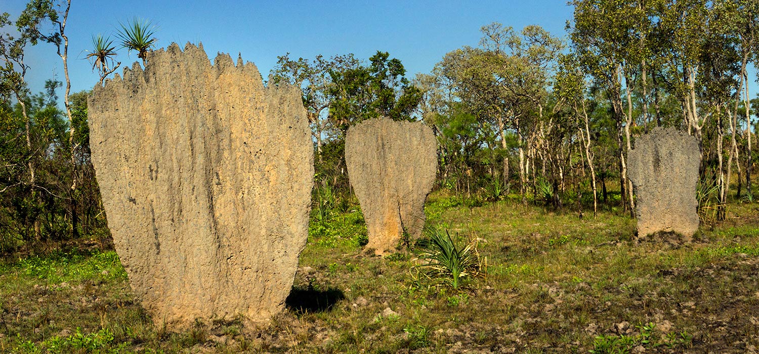 Magnetic Termite Mounds