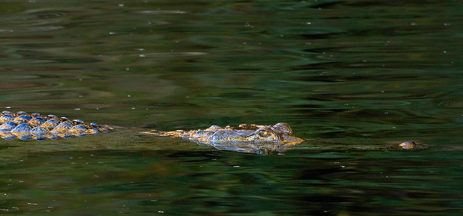 Crocodile in the river