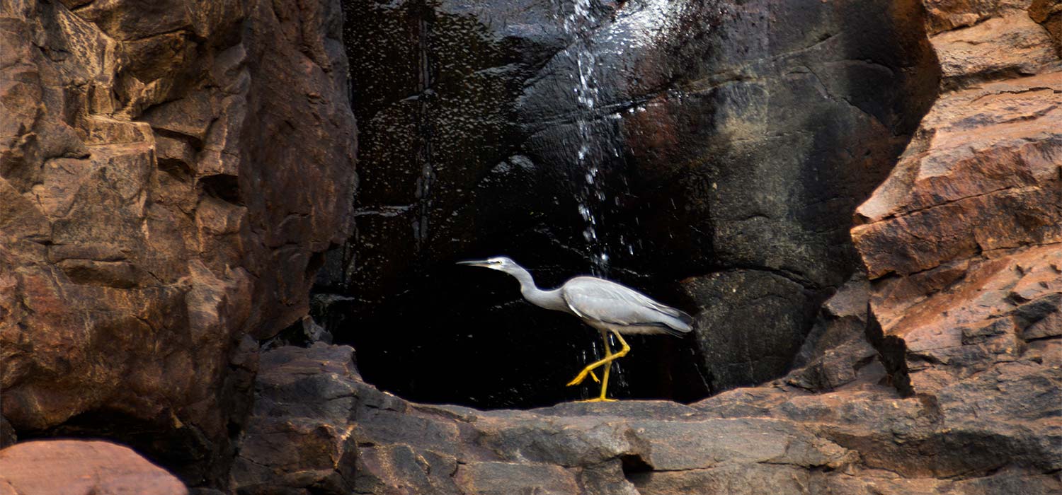 Heron cooling off at Edith falls the upper pool