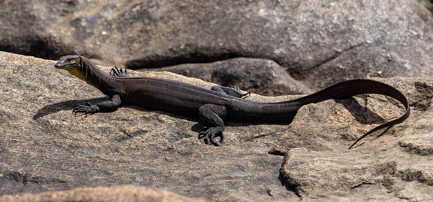 Monitor lizard at Edith falls the upper pool
