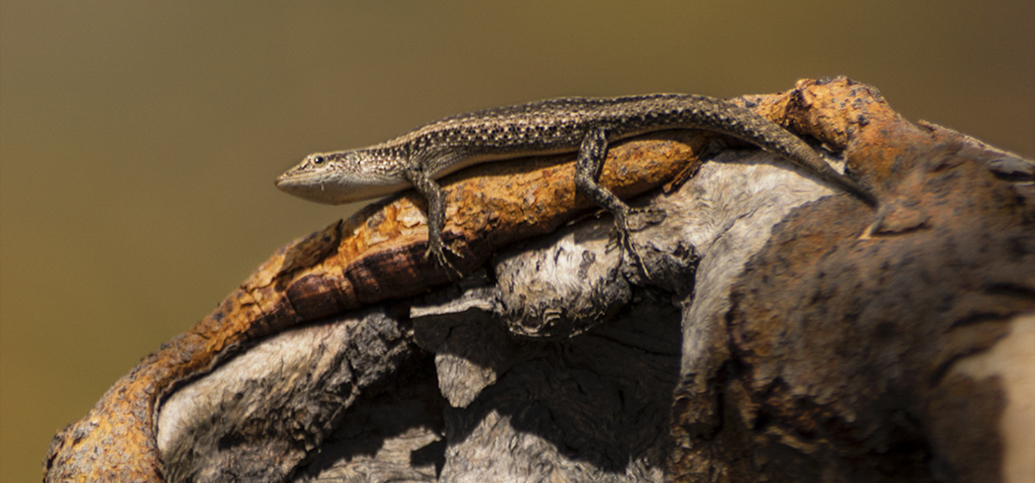 Lizard at Edith falls the upper pool