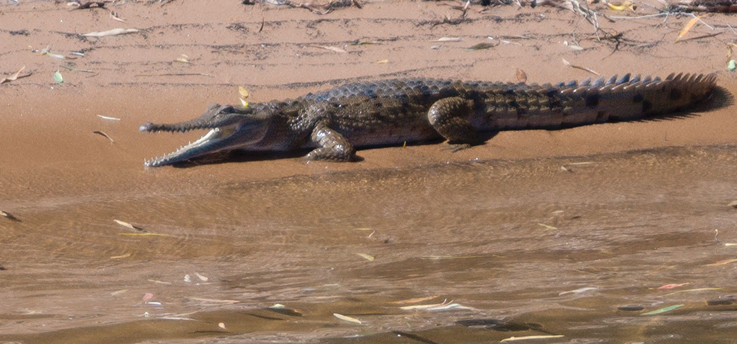 Freshwater crocodile in Katherine Gorge