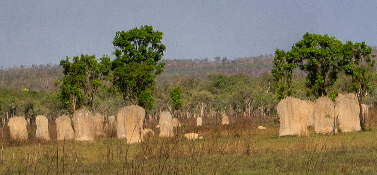 Magnetic termite mounds in Litchfield National Park