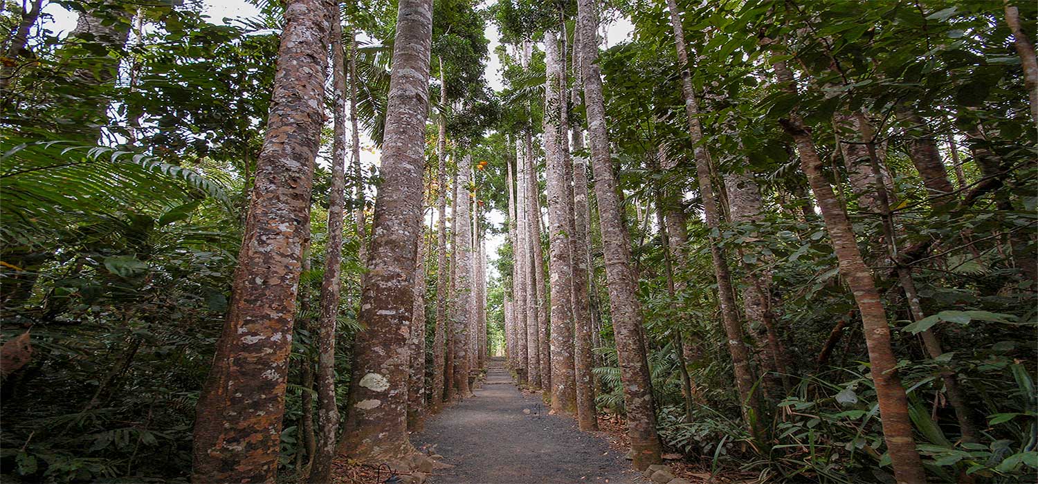 Rainforest at Paranella Park 