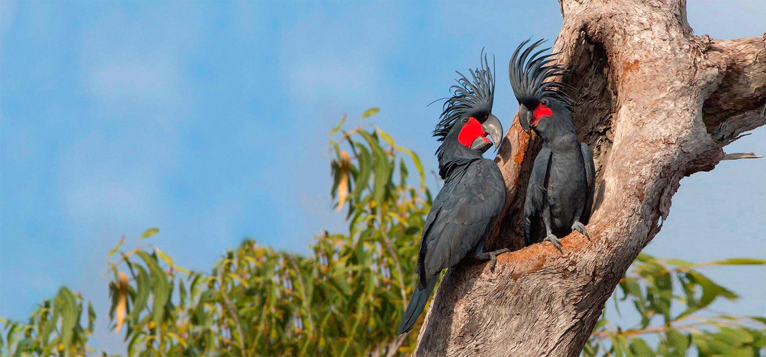Palm cockatoo