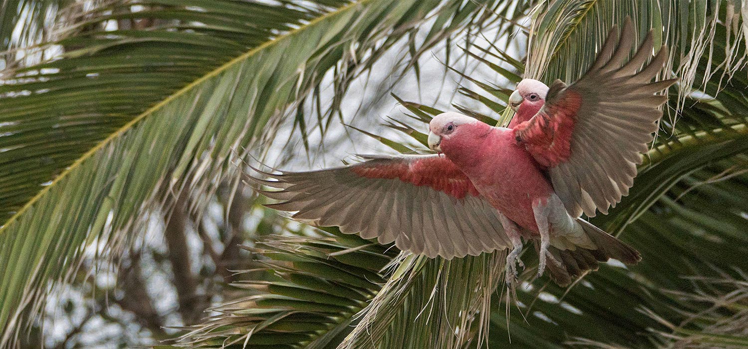 Gallah