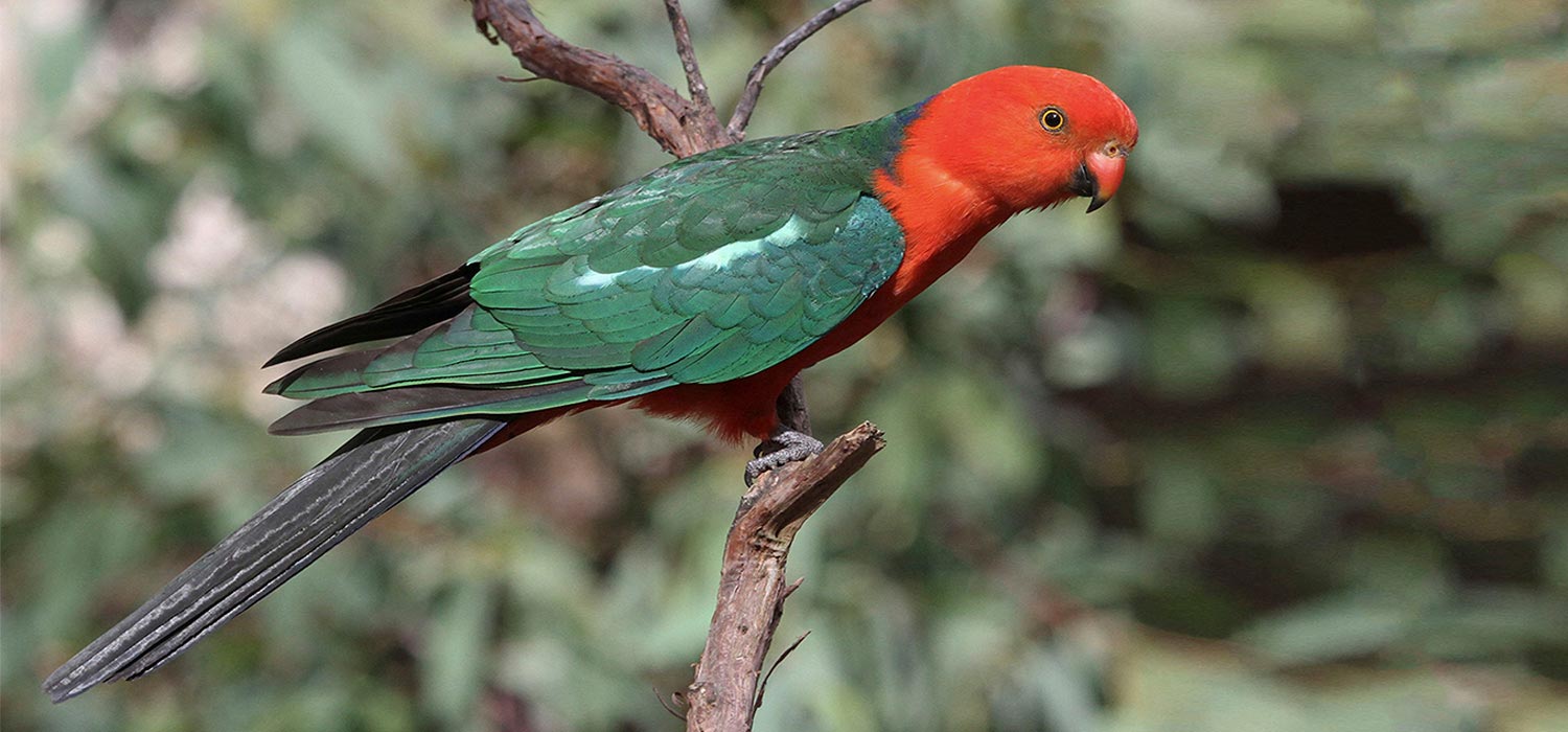King parrot 