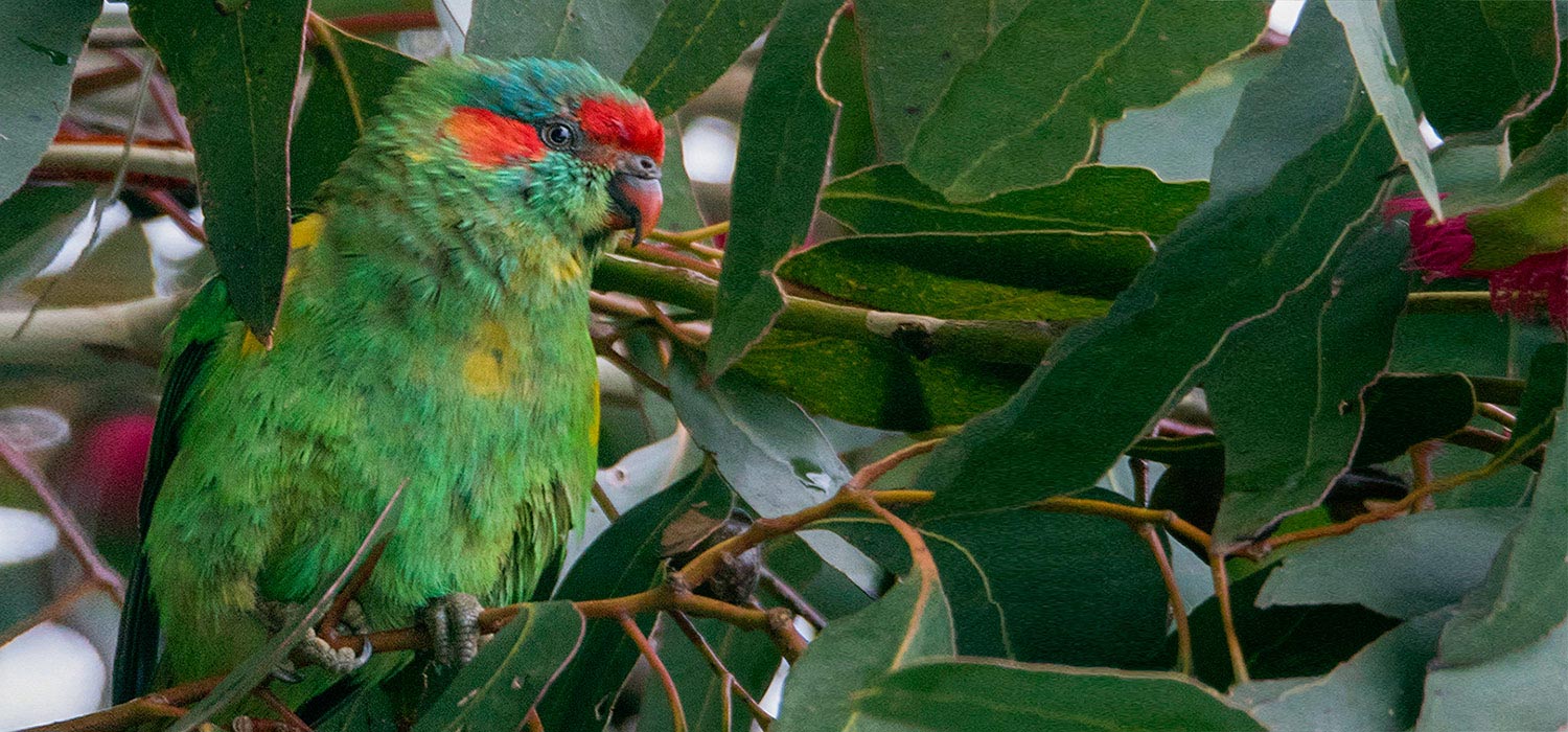 Musk Lorikeet  
