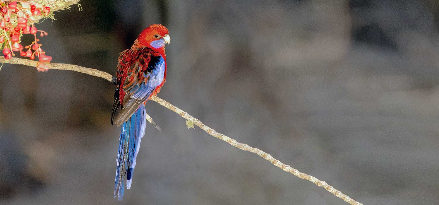 Parrot 