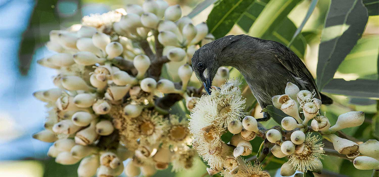 Parrot 