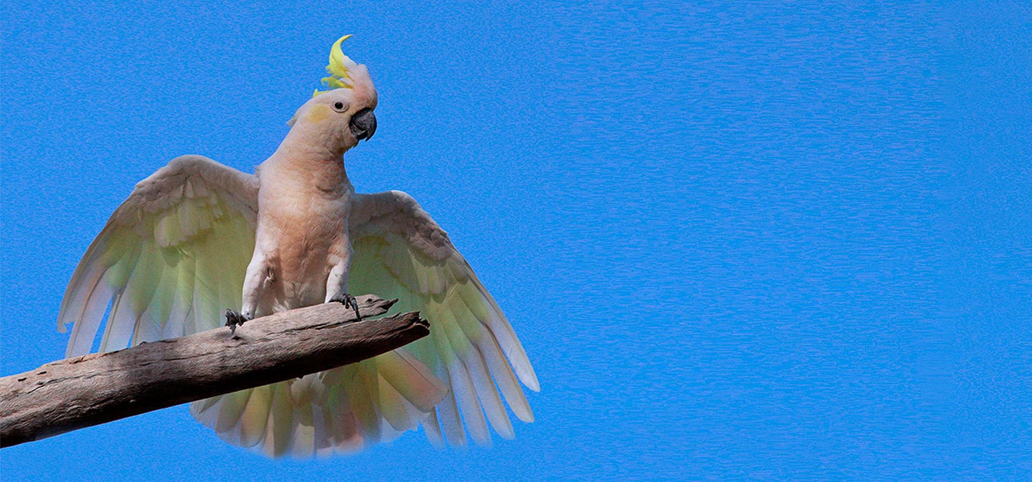 Sulphur crested cockatoo 