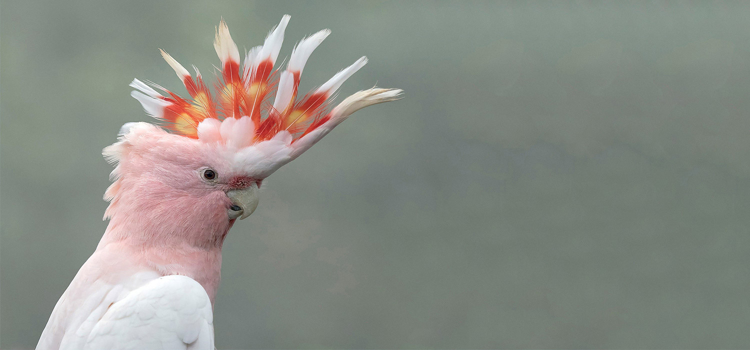 Major Mitchell Cockatoo 