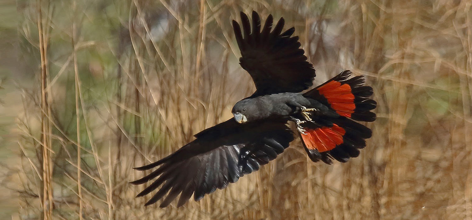 Red tailed black cockatoo 