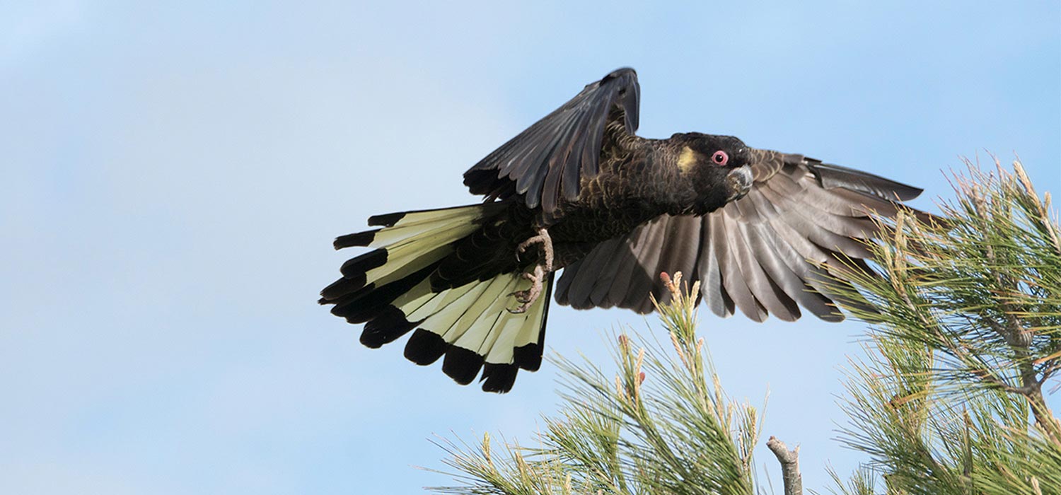 Yellow tailed black cockatoo