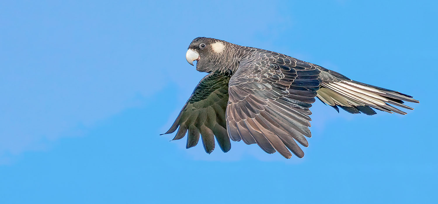White tailed black cockatoo