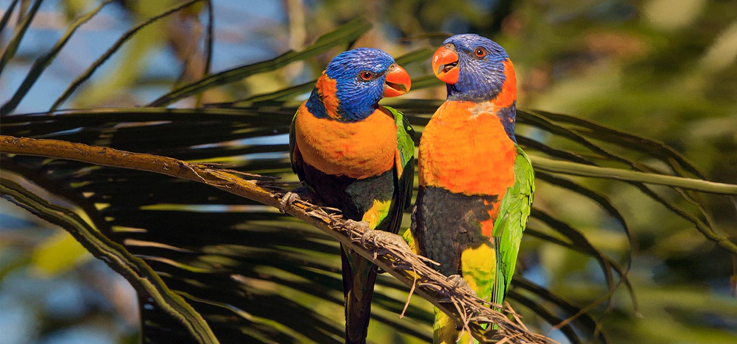 Two rainbow lorikeets