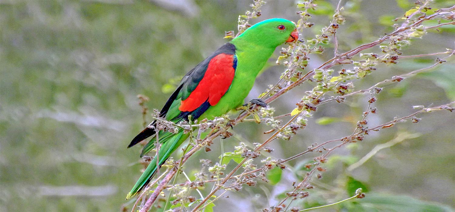 Red winged Parrot