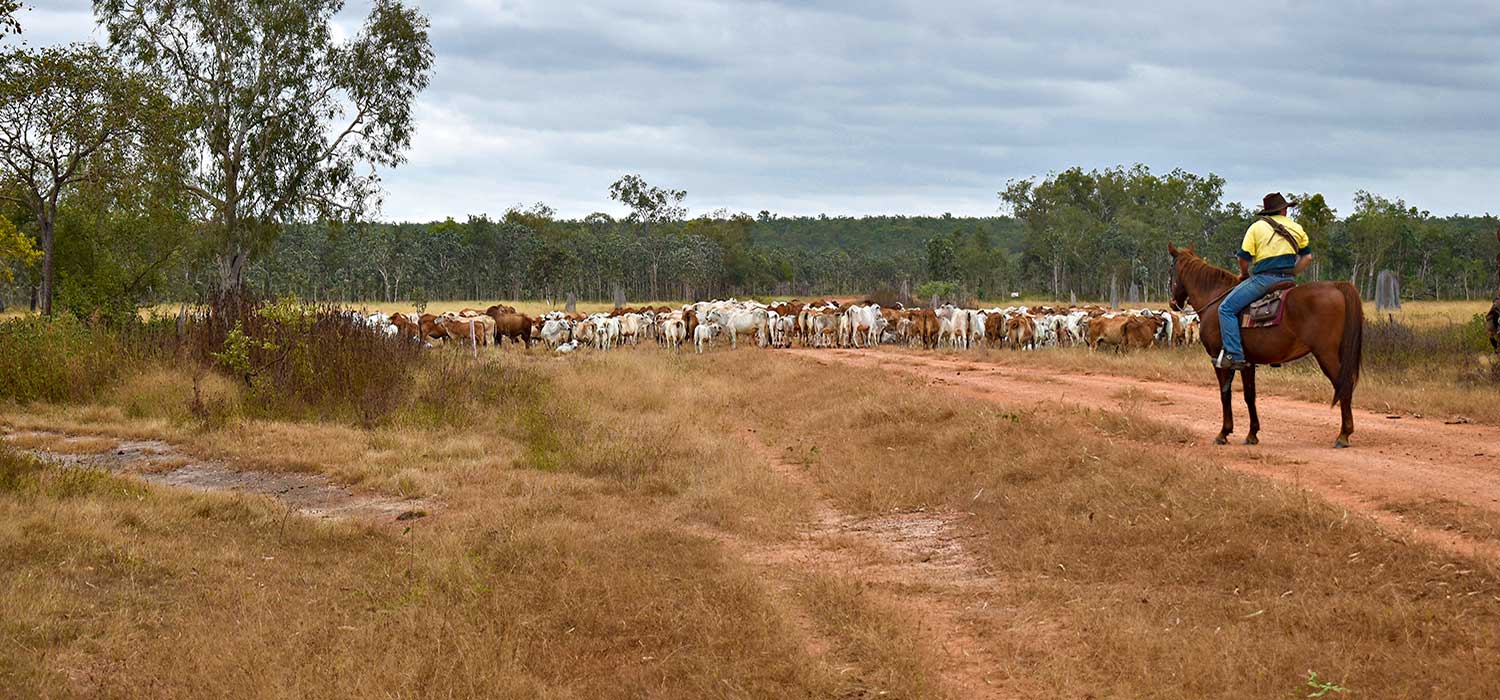 Mustering at Bramwell station