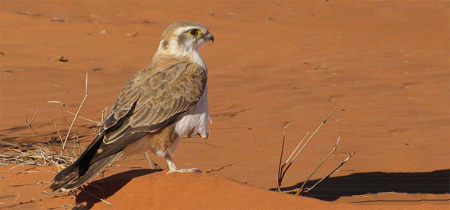Nankeen Kestrel