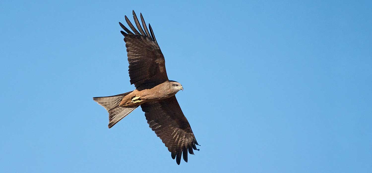 Kite