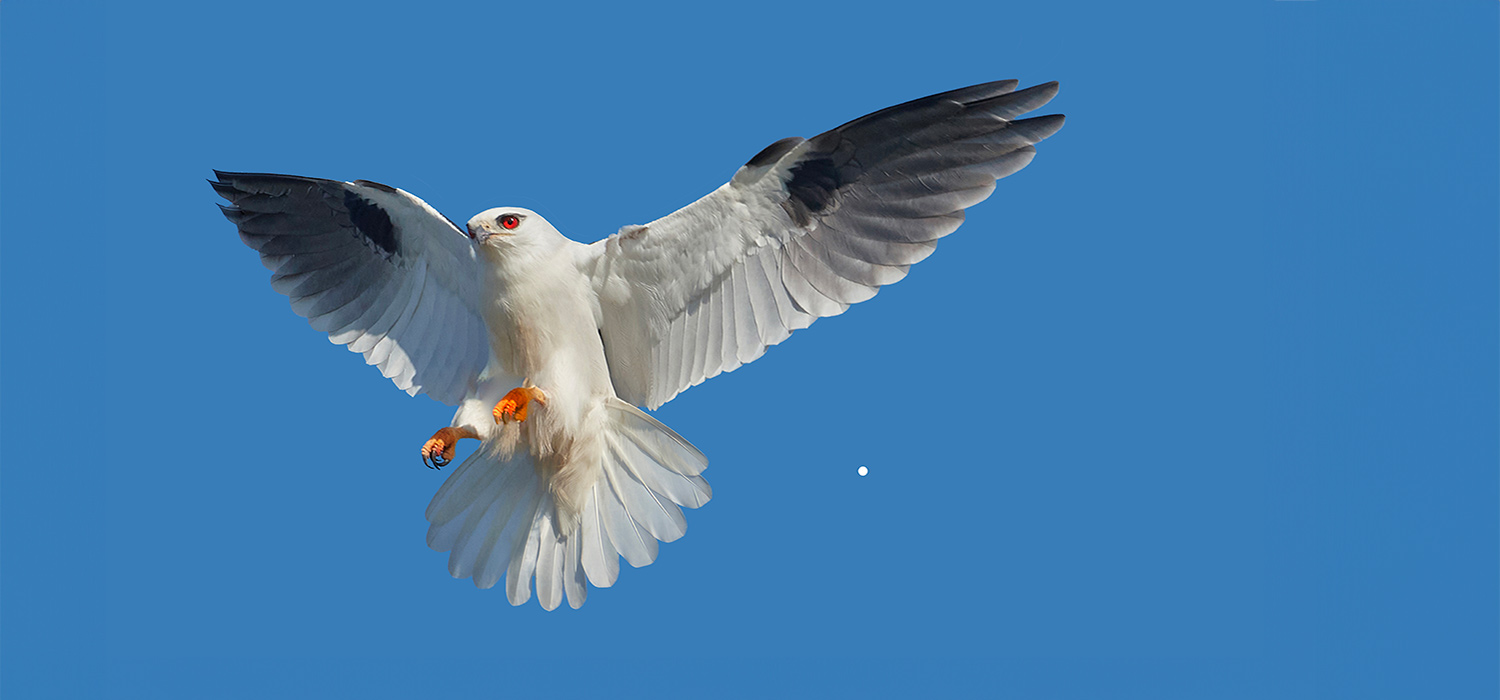 Black Shouldered Kite