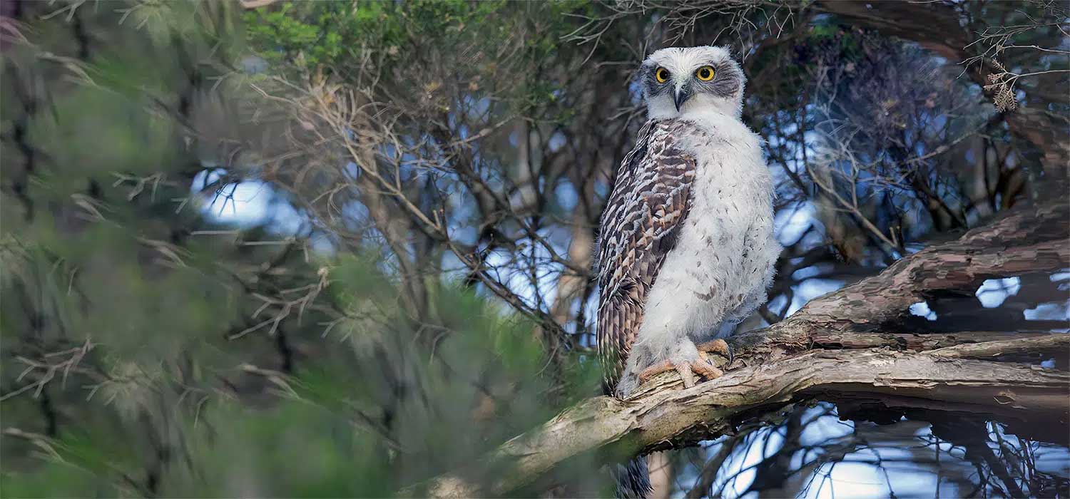 Powerfull owl