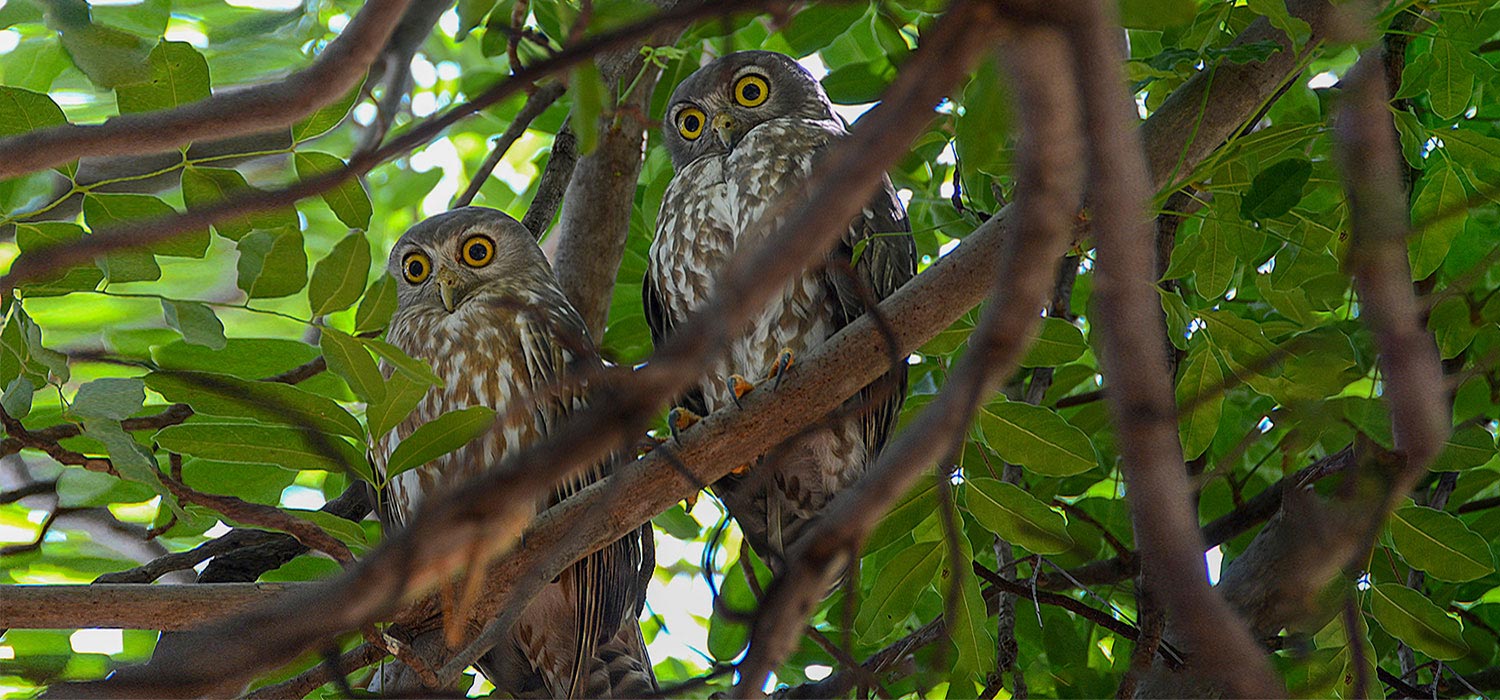 Barking owl