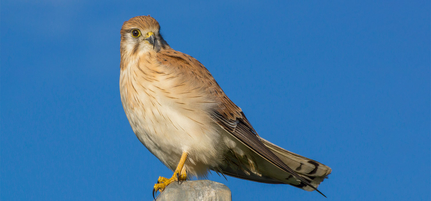 Nankeen Kestrel