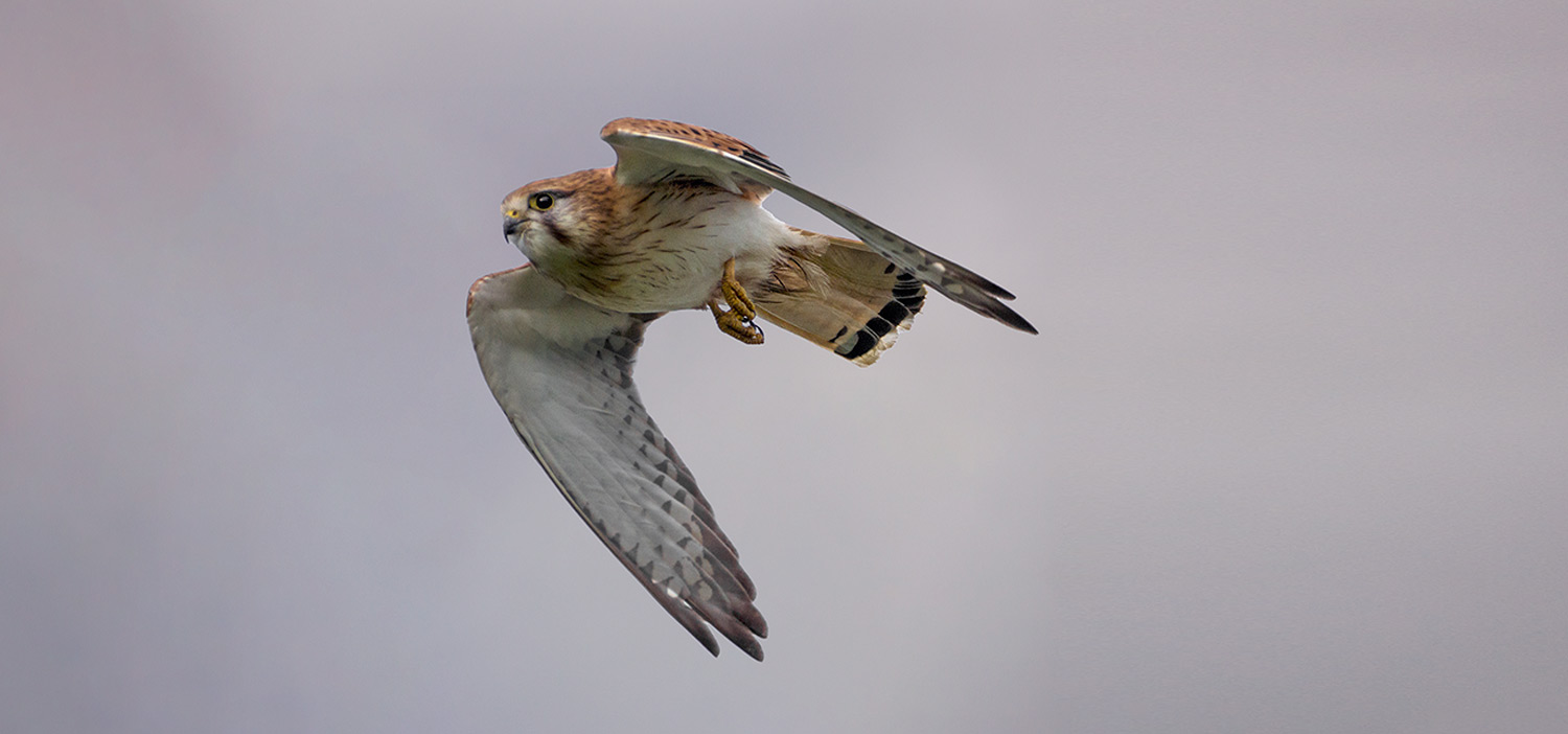 Nankeen Kestrel