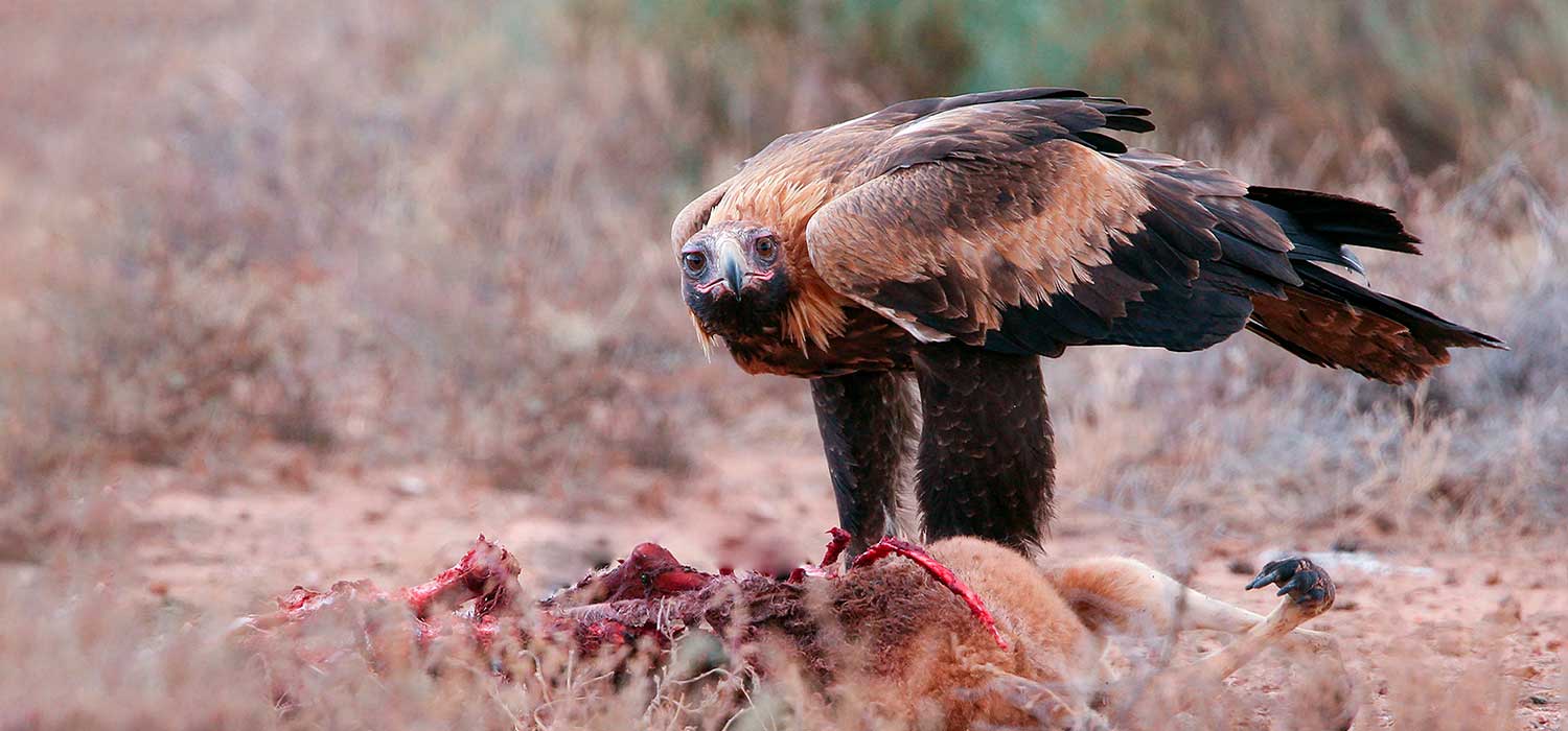 Wedgetail Eagle