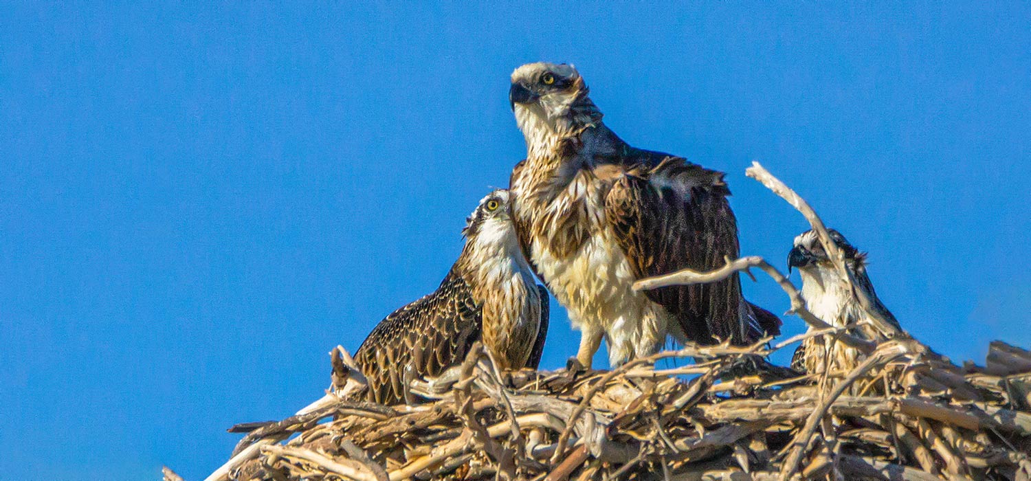 Ospreys