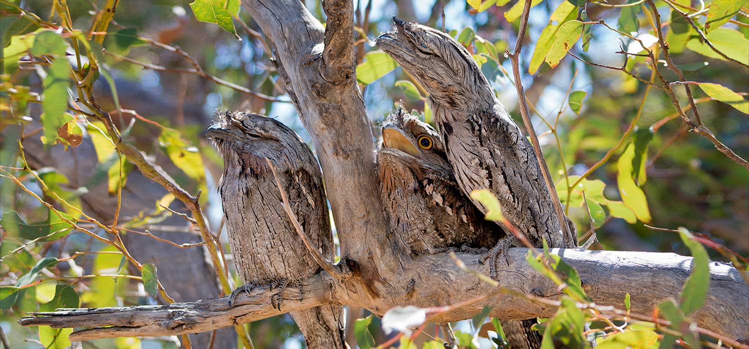 Tawney Frogmouths