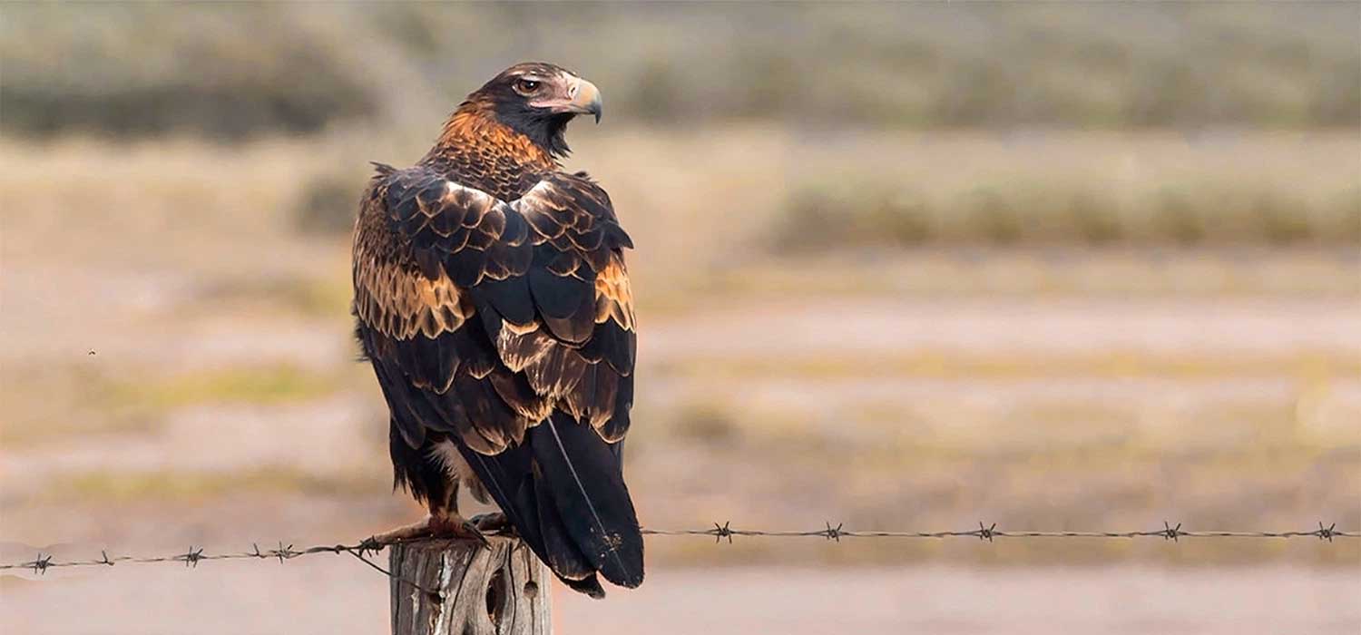 Wedgetail Eagle