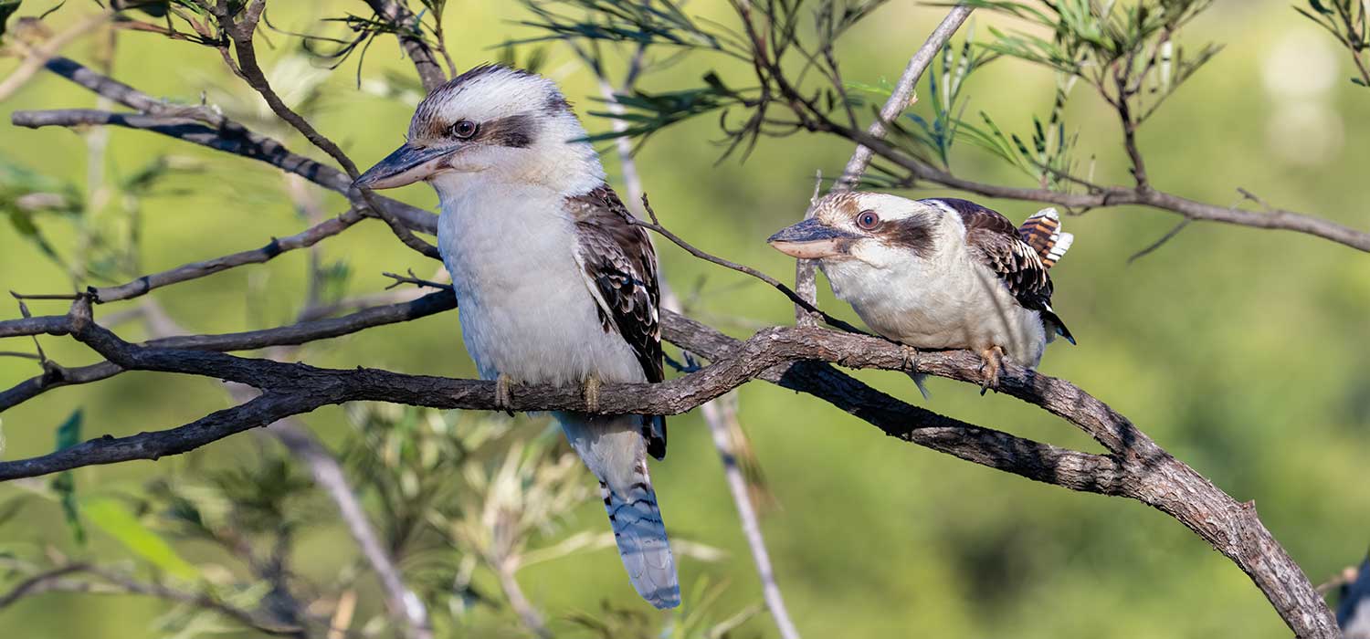 Kookaburra