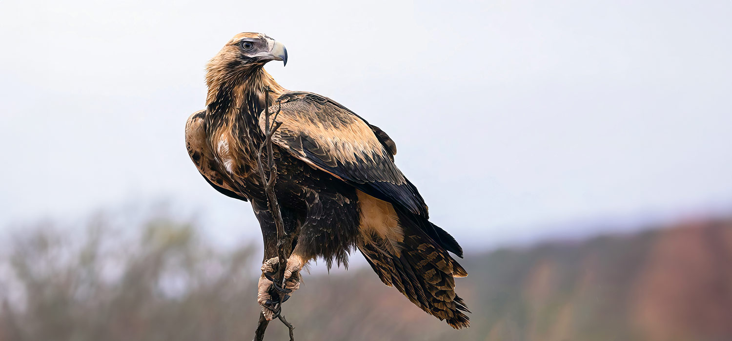 Wedgetail Eagle