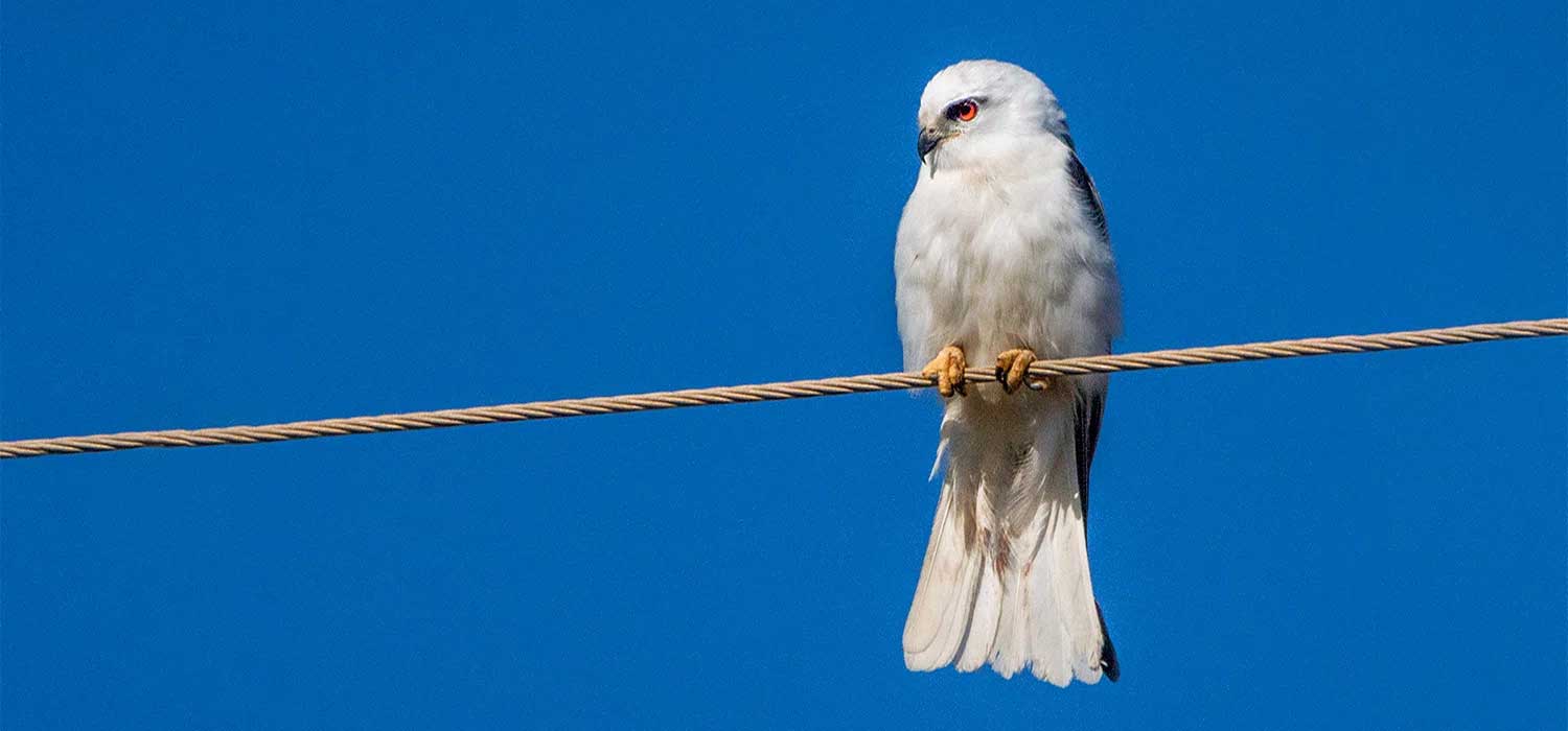 Black Shouldered Kite