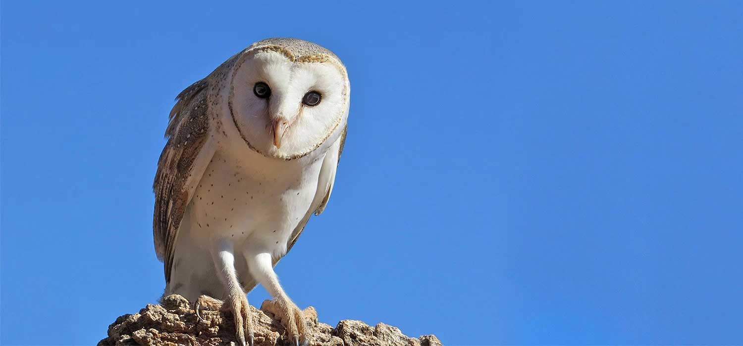 Barn Owl