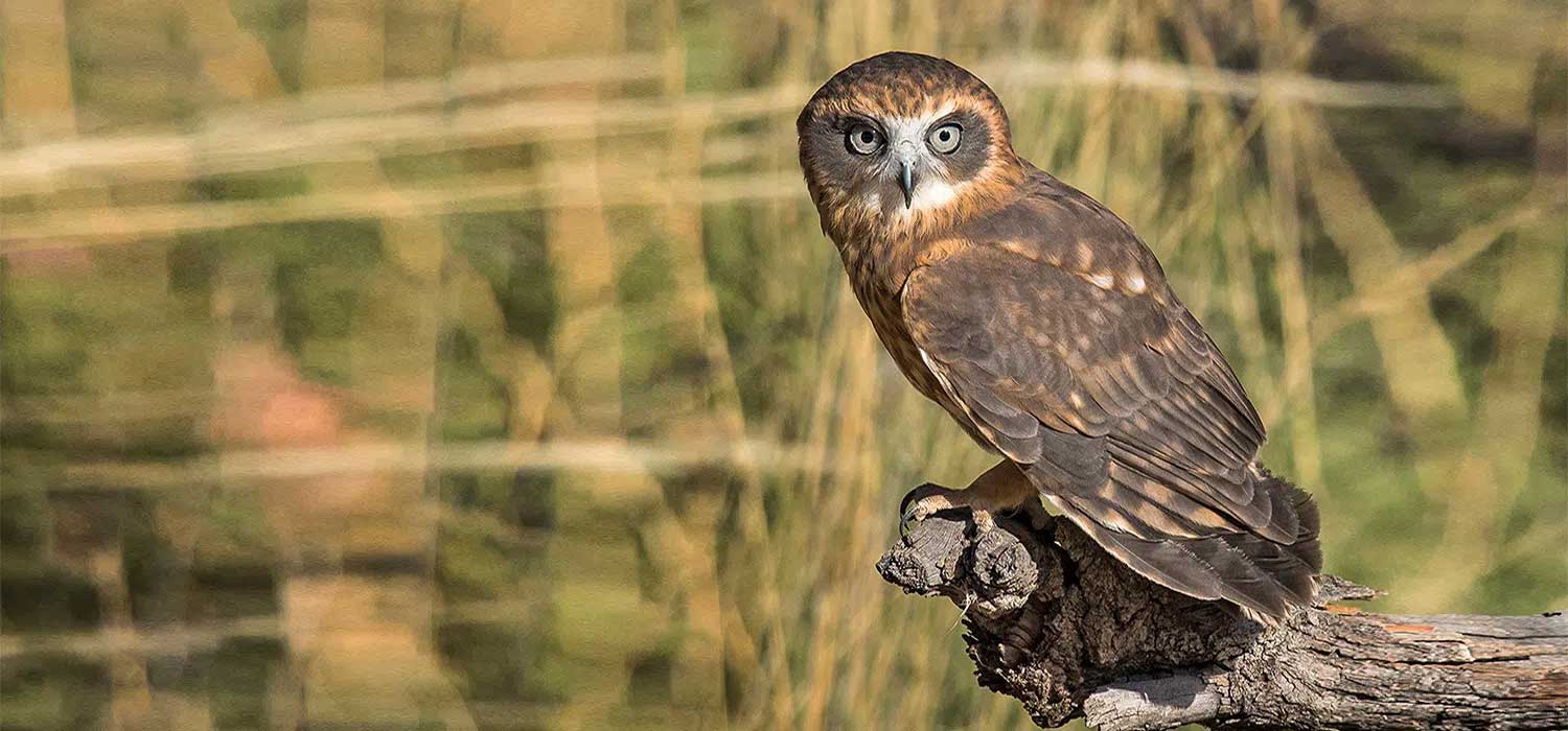 Bobook Owl