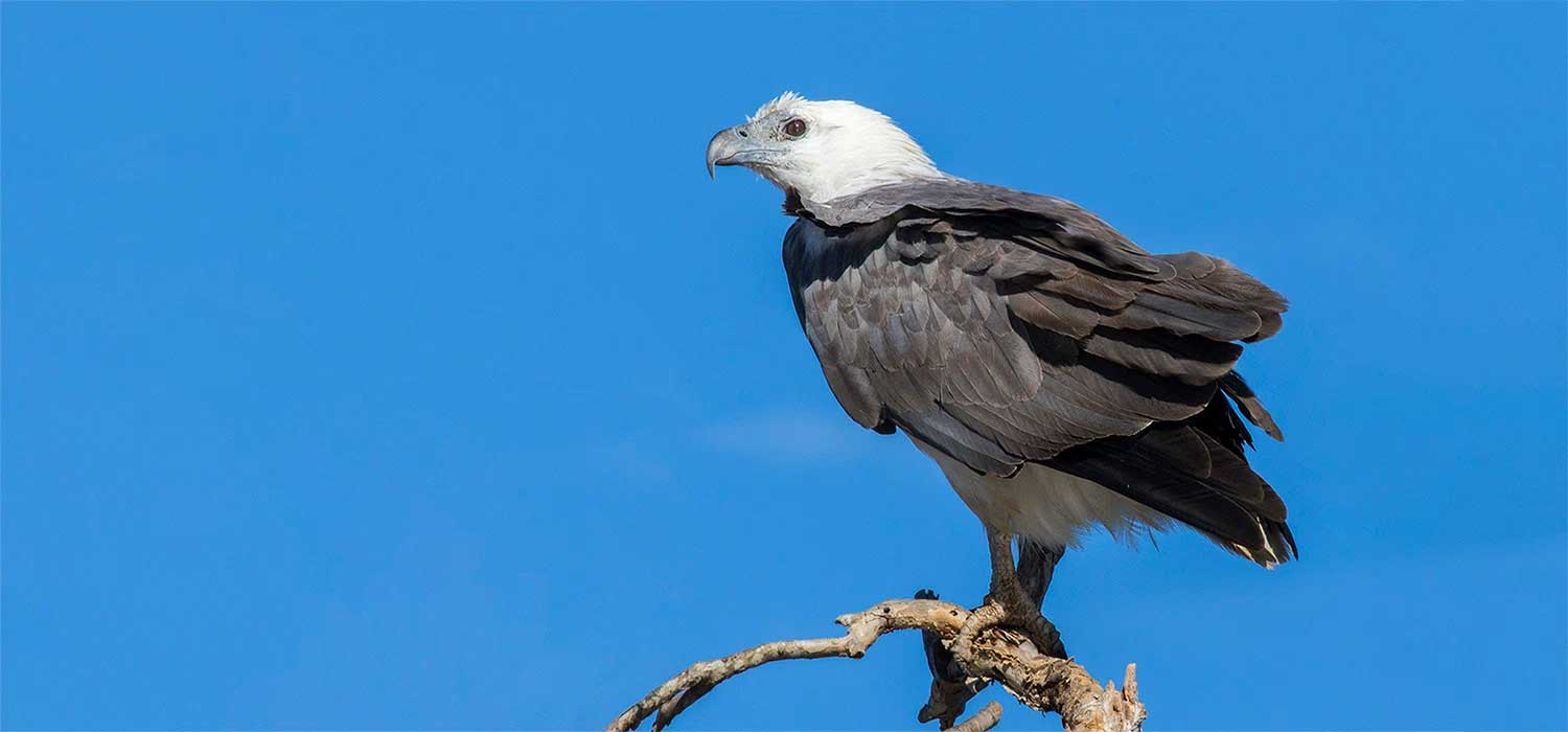 Sea Eagle