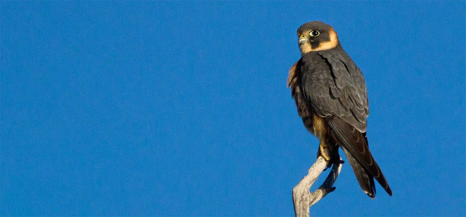 Australian Hobby