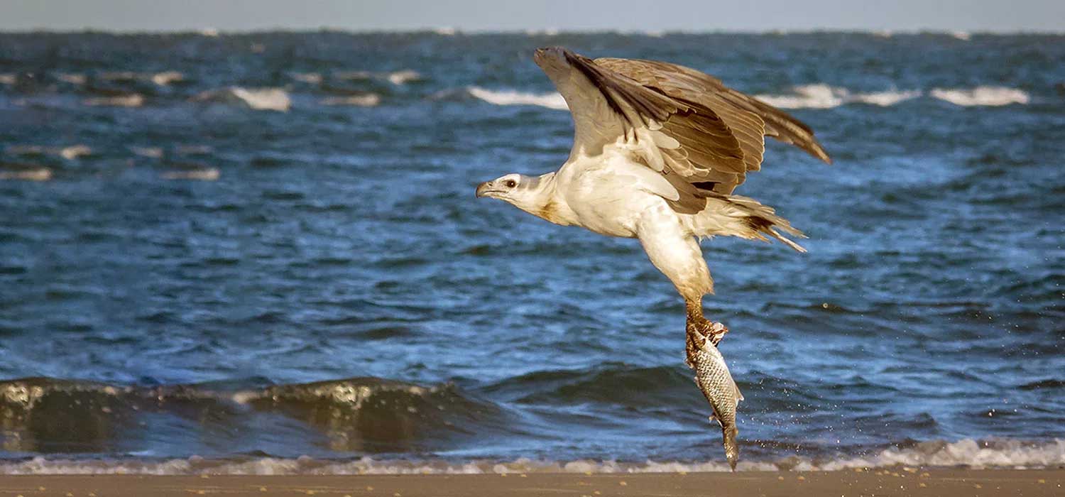 Osprey